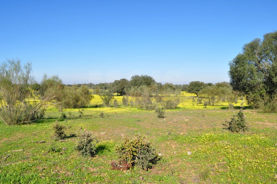 Finca in Reguengos de Monsaraz, Évora District, Portugal 3 - 15094753
