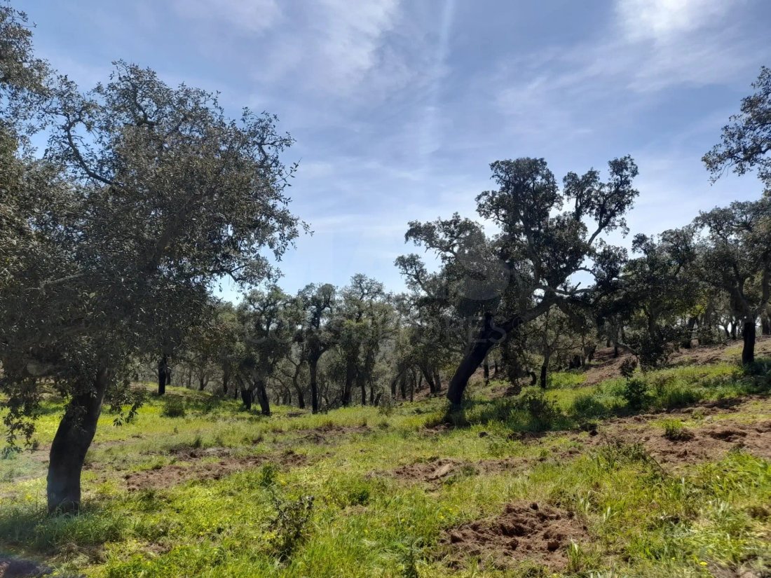Land in Melides, Setubal, Portugal 4 - 14807546