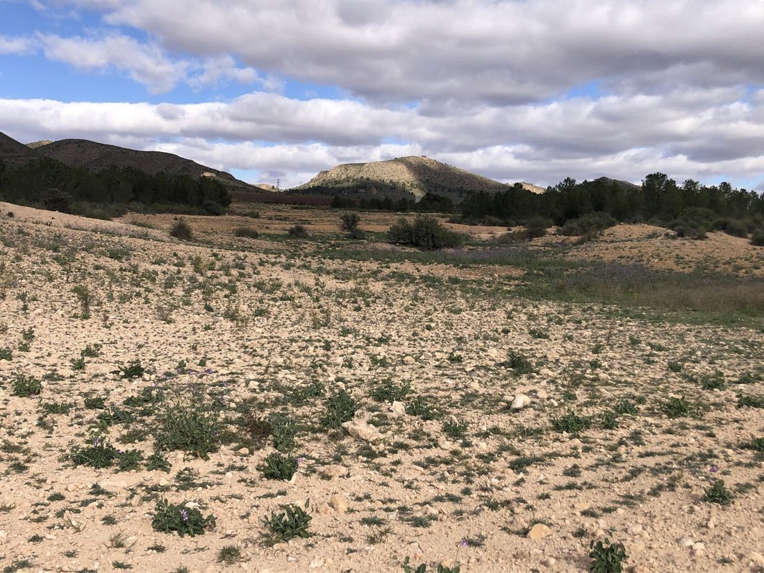 Land in Hellin, Castile-La Mancha, Spain 4 - 15593897