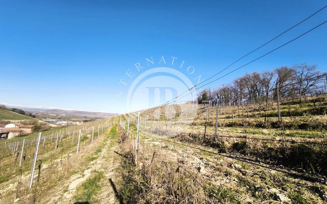 Land in Alba, Piedmont, Italy 5 - 15594144