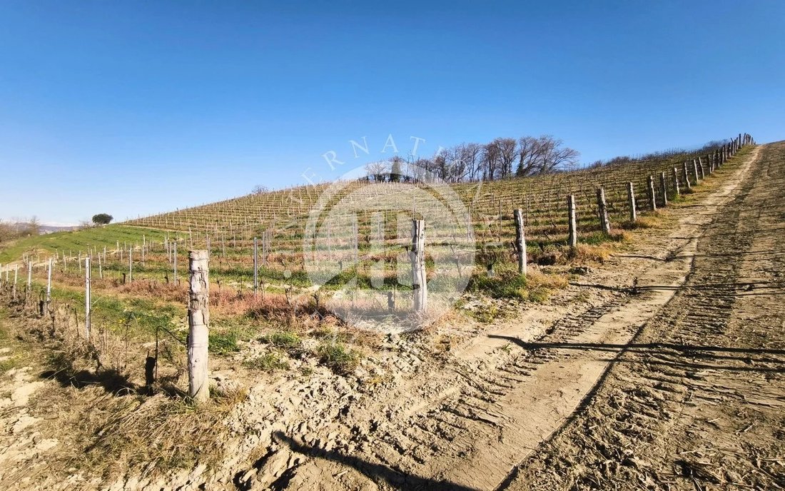 Land in Alba, Piedmont, Italy 1 - 15594144
