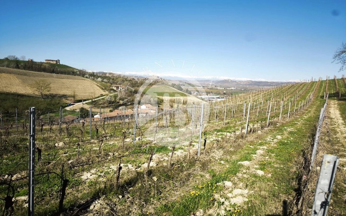 Land in Alba, Piedmont, Italy 3 - 15594144