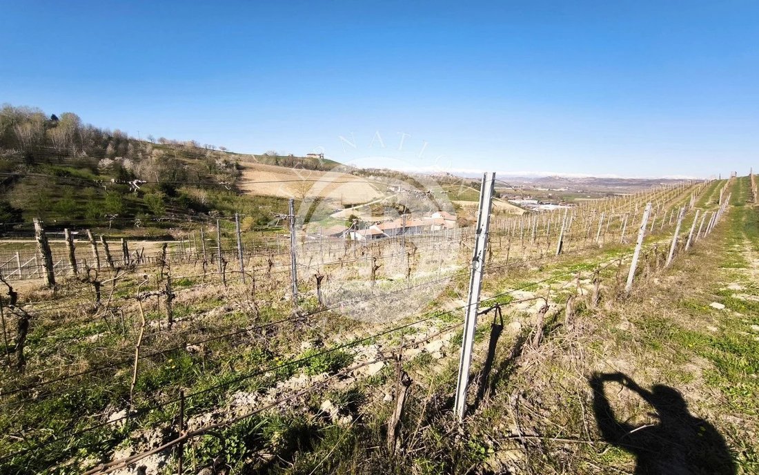 Land in Alba, Piedmont, Italy 4 - 15594144