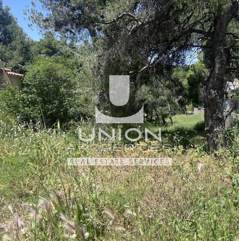 Land in Penteli, Attica, Greece 1 - 15600799