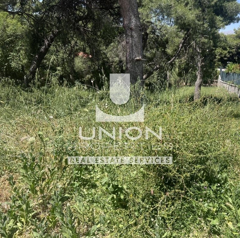 Land in Penteli, Attica, Greece 3 - 15600799