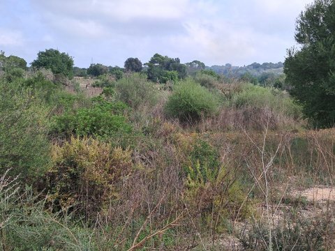 Land in Santanyi, Balearic Islands, Spain 2 - 15619516