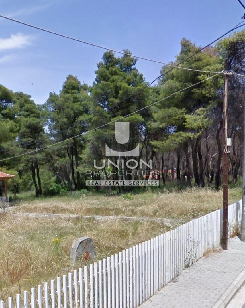 Land in Dionysos, Attica, Greece 2 - 15623438