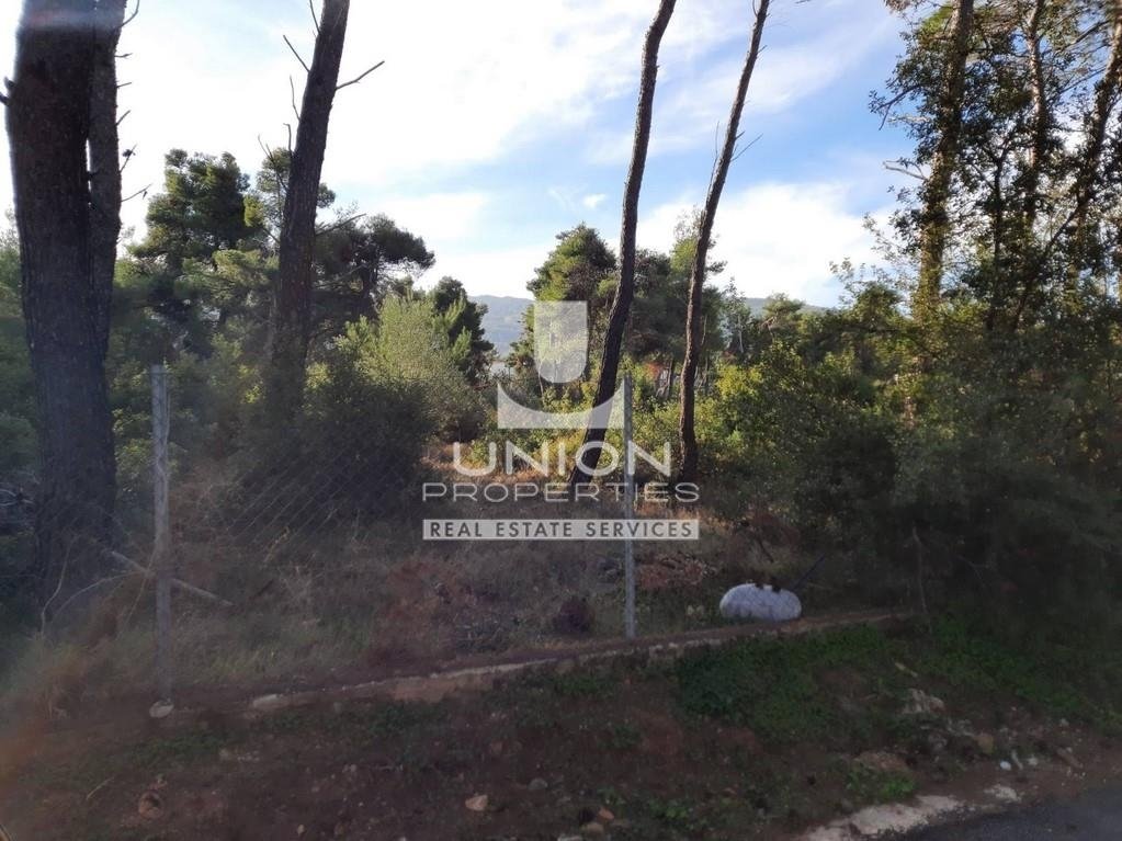 Land in Dionysos, Attica, Greece 5 - 15623335