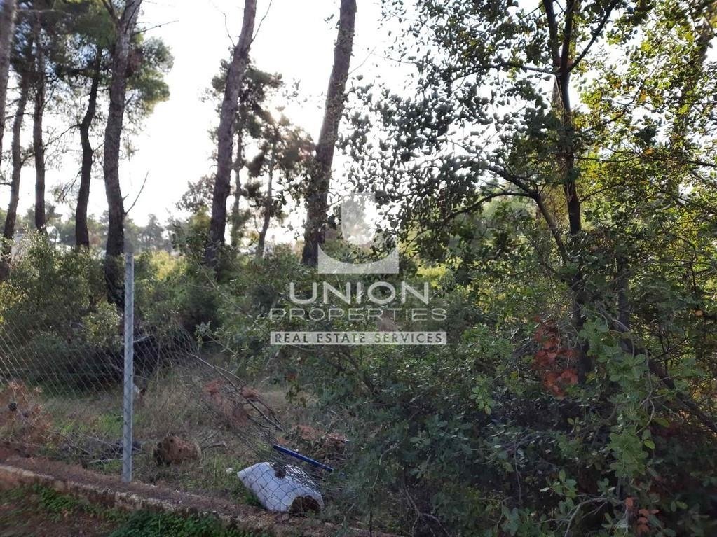 Land in Dionysos, Attica, Greece 2 - 15623335