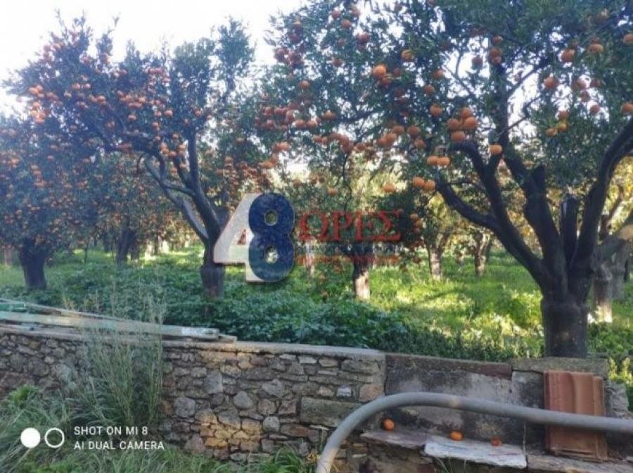 Chios, Aegean, Greece 5 - 15628665