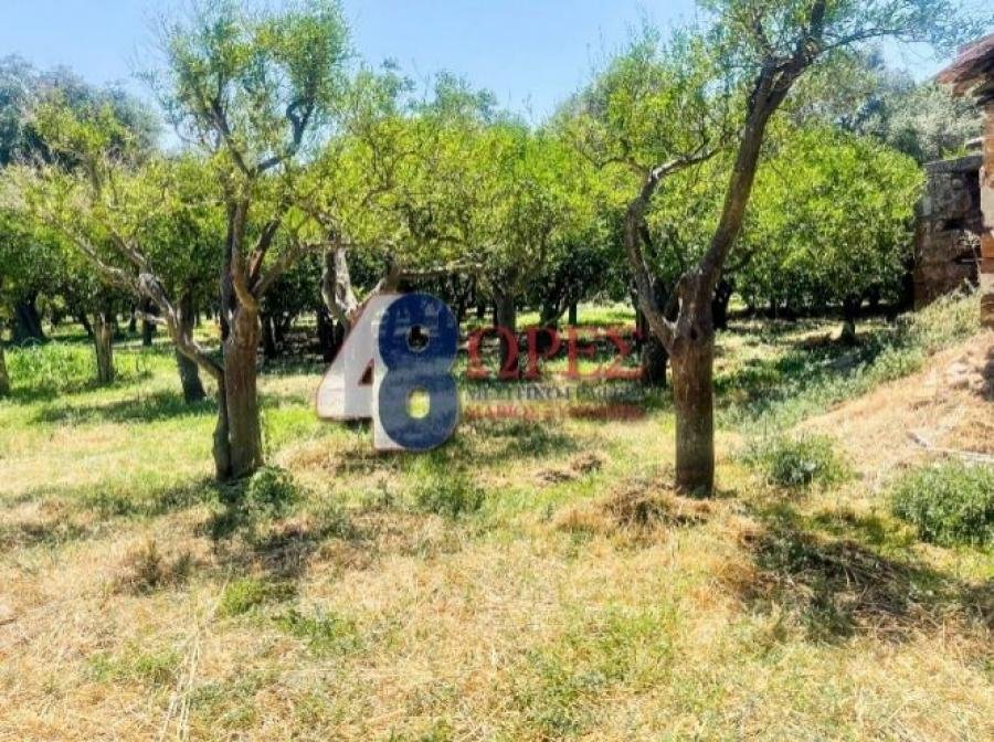 Land in Chios, Aegean, Greece 2 - 15628661