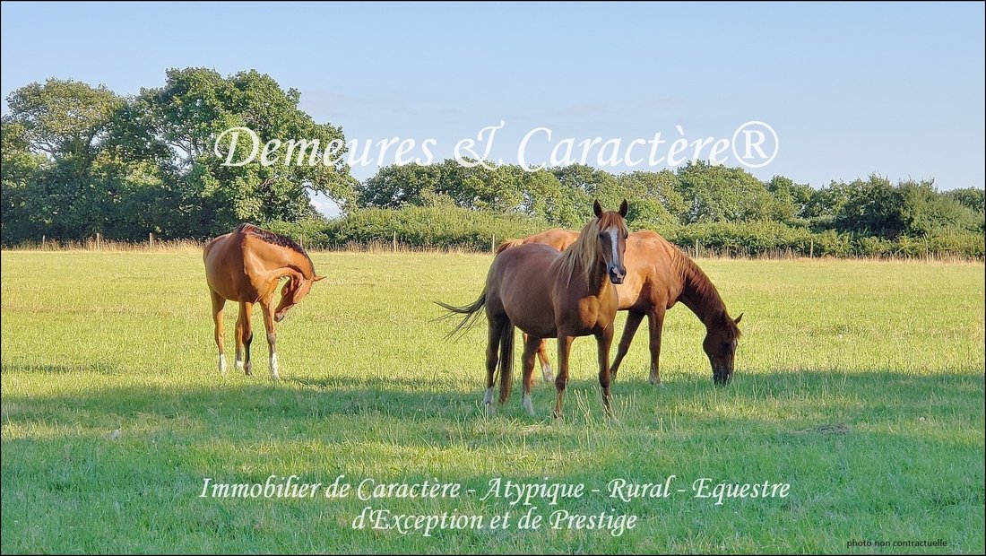 Whispers of the Loire: A Modern Château’s Equestrian Dream