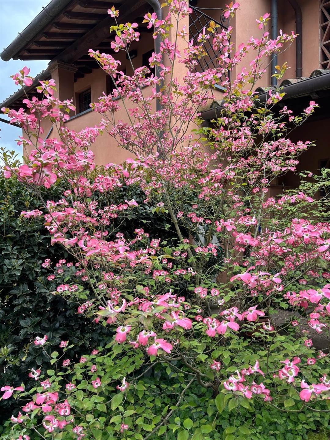 House in San Miniato, Tuscany, Italy 1 - 15401337