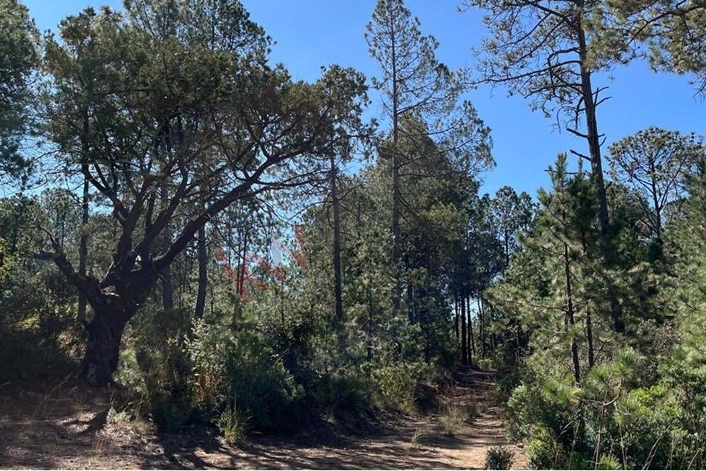 Land in Xaltitla, Tlaxcala, Mexico 4 - 15632218