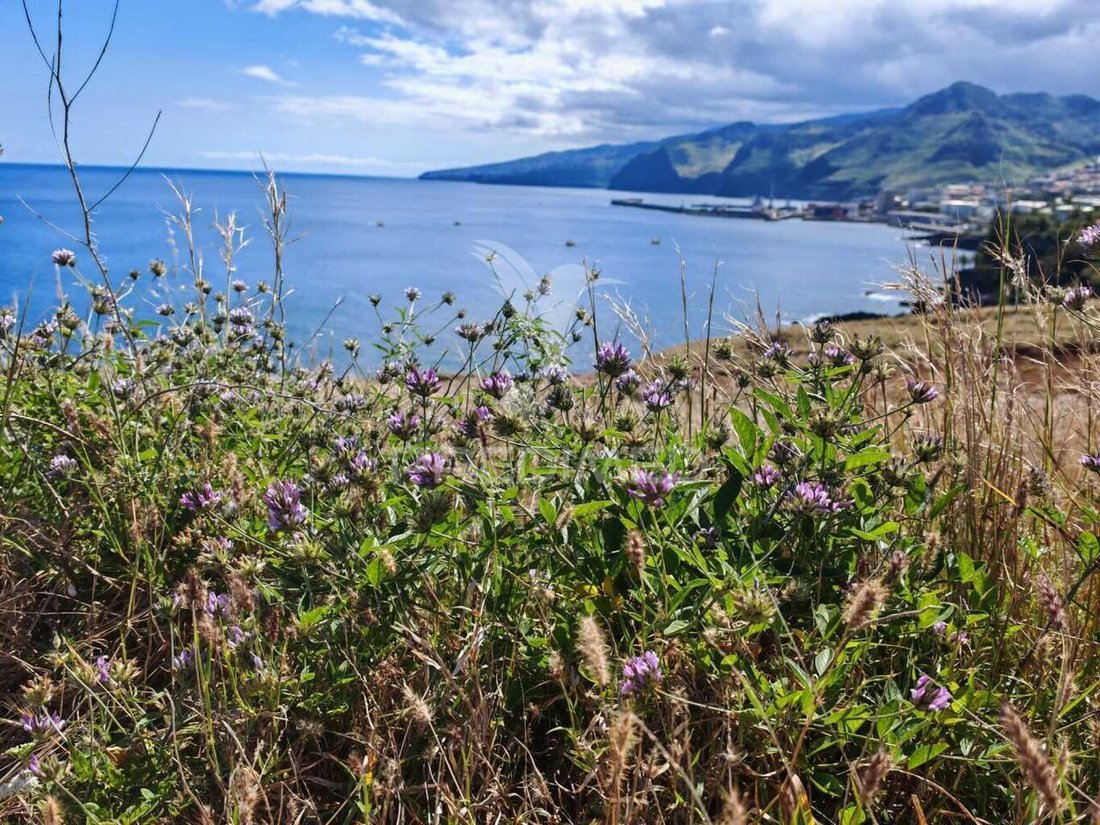 Land in Madeira Island, Madeira, Portugal 3 - 15623045