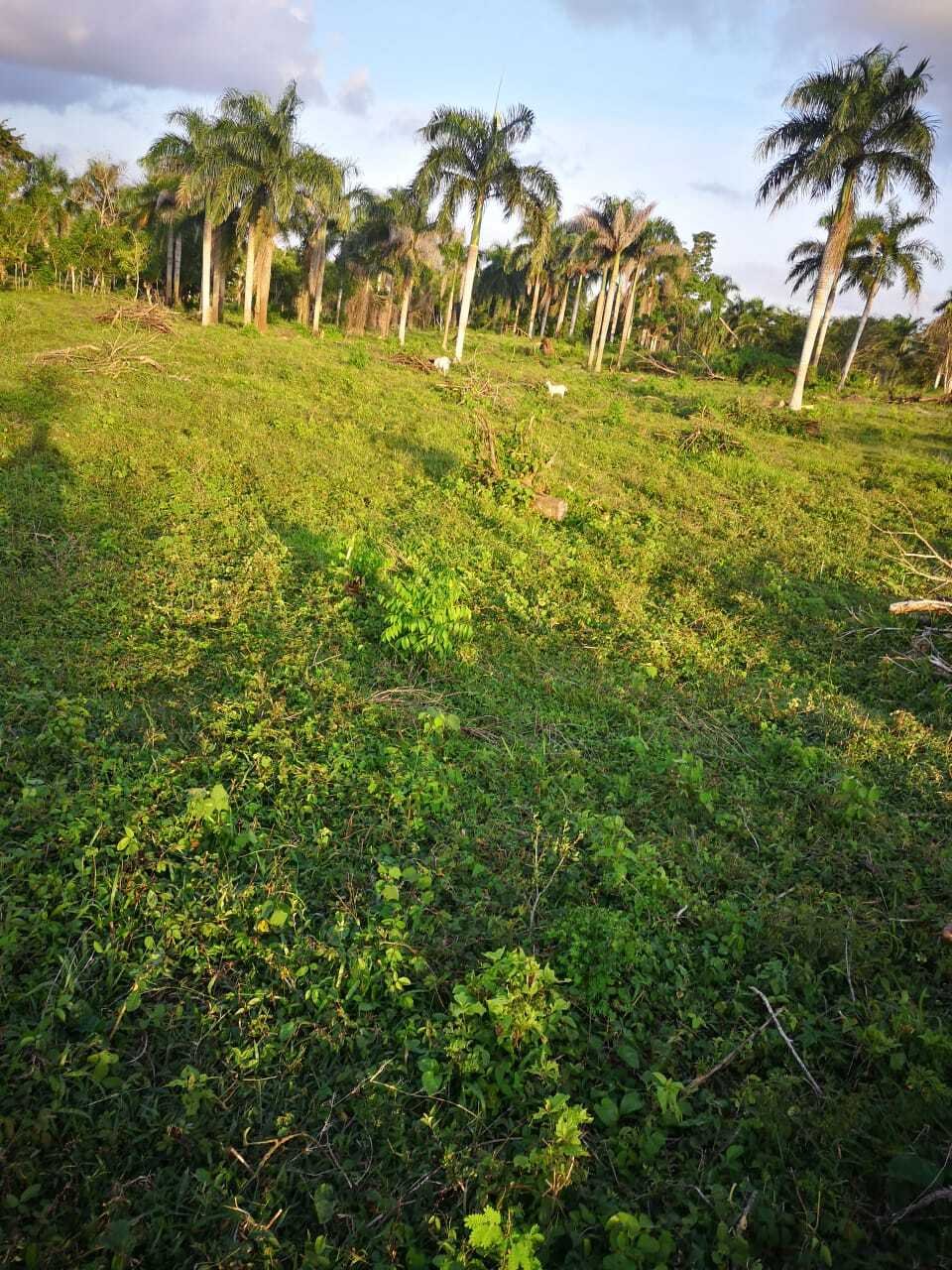 Farm Ranch in San José de los Llanos, San Pedro de Macorís Province, Dominican Republic 4 - 15649895