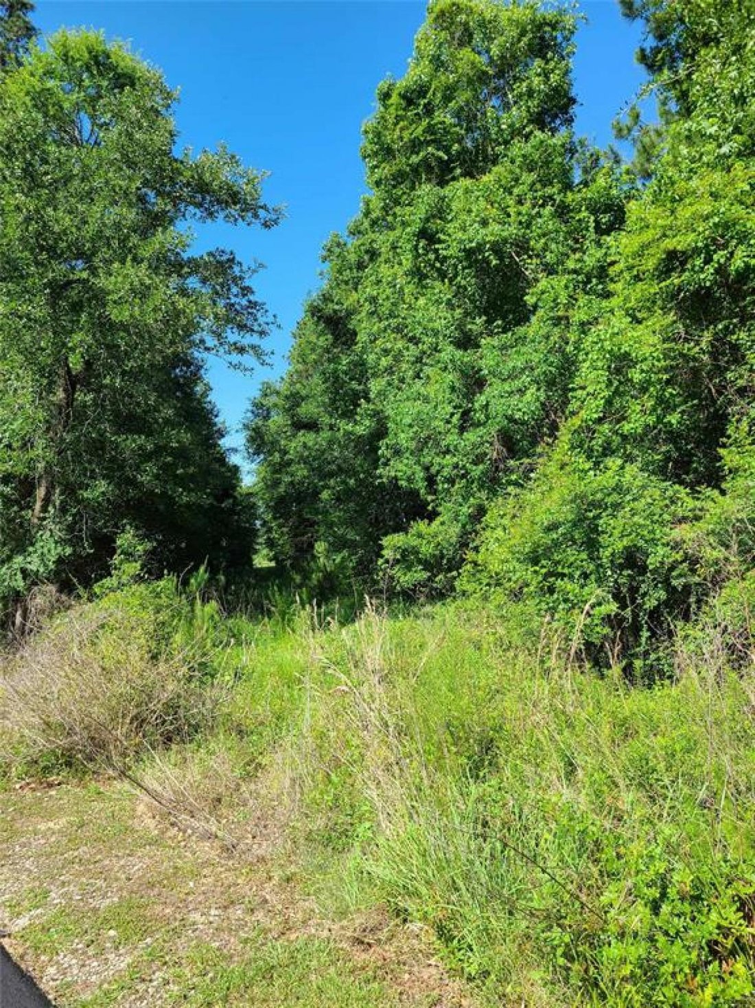 House in Conroe, Texas, United States 2 - 15657069