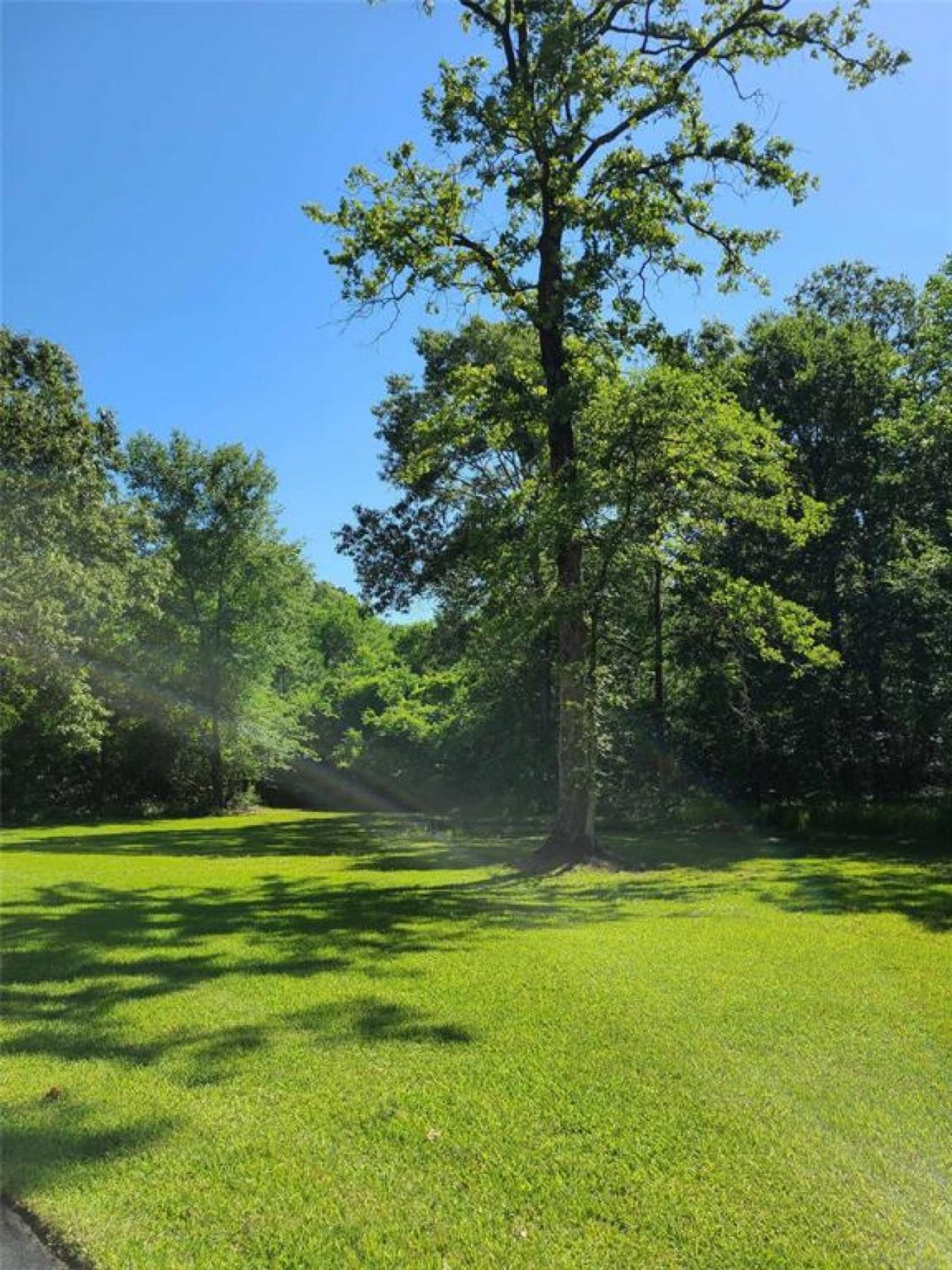 House in Conroe, Texas, United States 5 - 15657069
