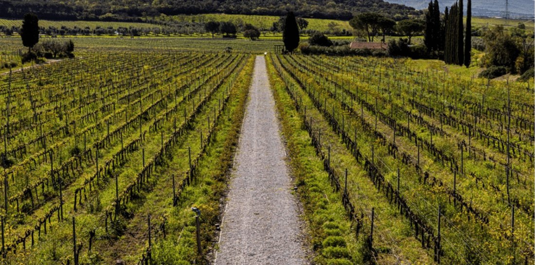 Farm Ranch in Suvereto, Tuscany, Italy 2 - 15665307