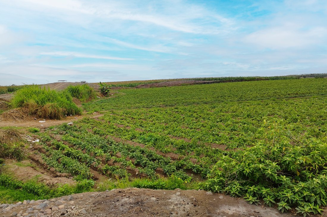 Land in Chancay, Lima Region, Peru 2 - 15668784