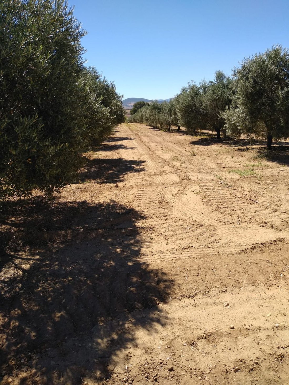 Farm Ranch in Arcos de la Frontera, Andalusia, Spain 4 - 14810725