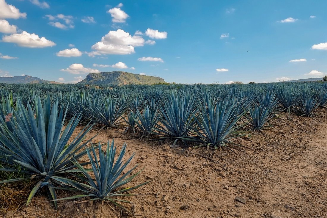Land in San Antonio, Jalisco, Mexico 4 - 15668732