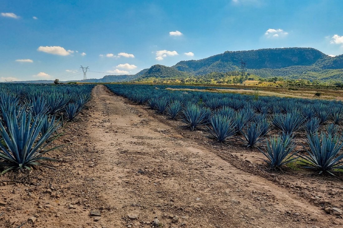Land in San Antonio, Jalisco, Mexico 5 - 15668732