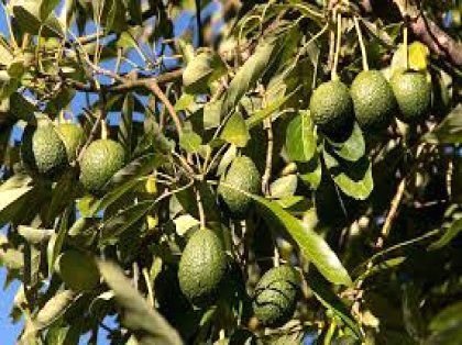 Farm Ranch in Sotogrande, San Roque, Andalusia 2 - 15557597