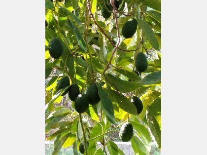 Farm Ranch in Sotogrande, San Roque, Andalusia 4 - 15557597