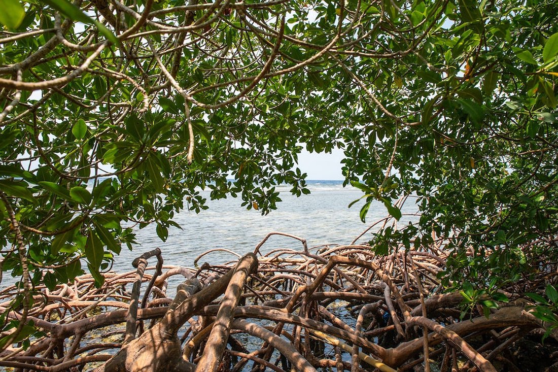 House in Parrot Tree, Bay Islands Department, Honduras 2 - 15673969