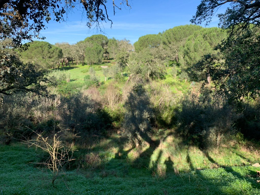 Land in Melides, Setubal, Portugal 4 - 14387675