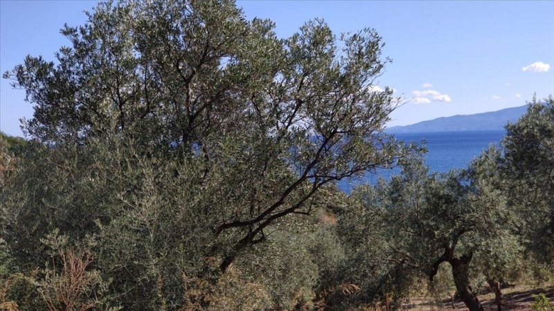 Land in Aristotle, Macedonia and Thrace, Greece 4 - 14524974