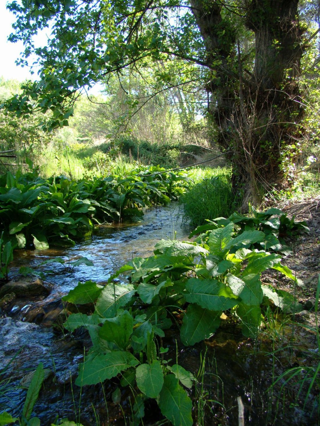 Farm Ranch in la Torre de les Macanes / Torremanzanas, Valencian Community, Spain 3 - 15688856