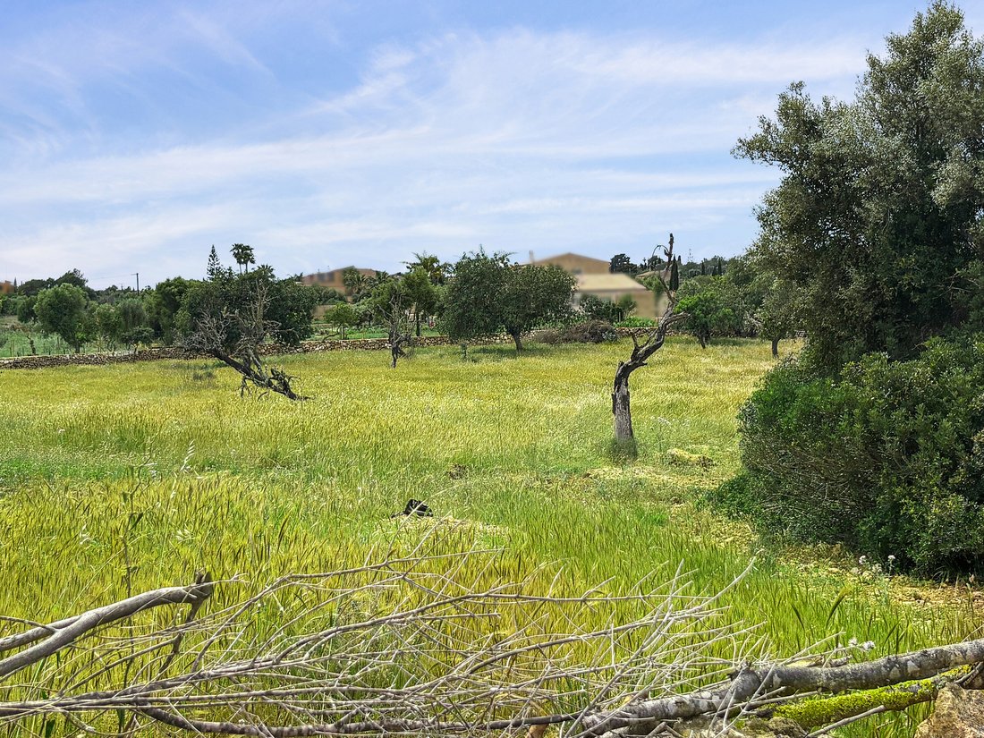 Land in Manacor, Balearic Islands, Spain 2 - 15628550