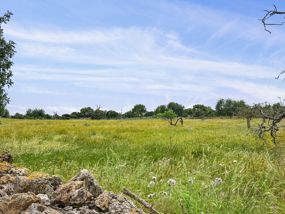 Land in Manacor, Balearic Islands, Spain 4 - 15628550