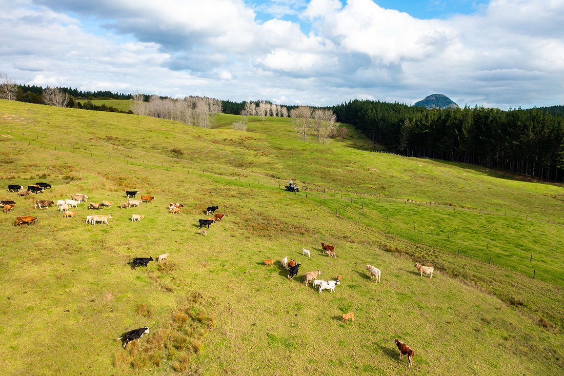 Farm Ranch in Titoki, Northland, Neuseeland 5 - 15693615