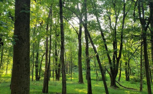 Land in Great Falls, Virginia, United States 1