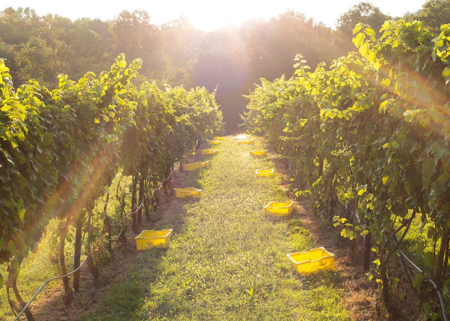 Farm Ranch in Northern Virginia, Virginia, United States 1 - 15697920