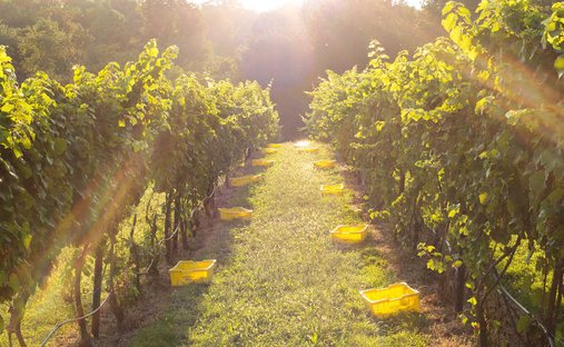 Farm Ranch in Northern Virginia, Virginia, United States 1