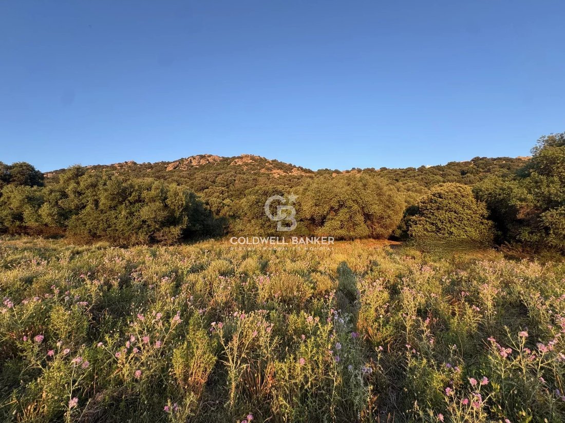 Land in Corbara, Corsica, France 4 - 15461811