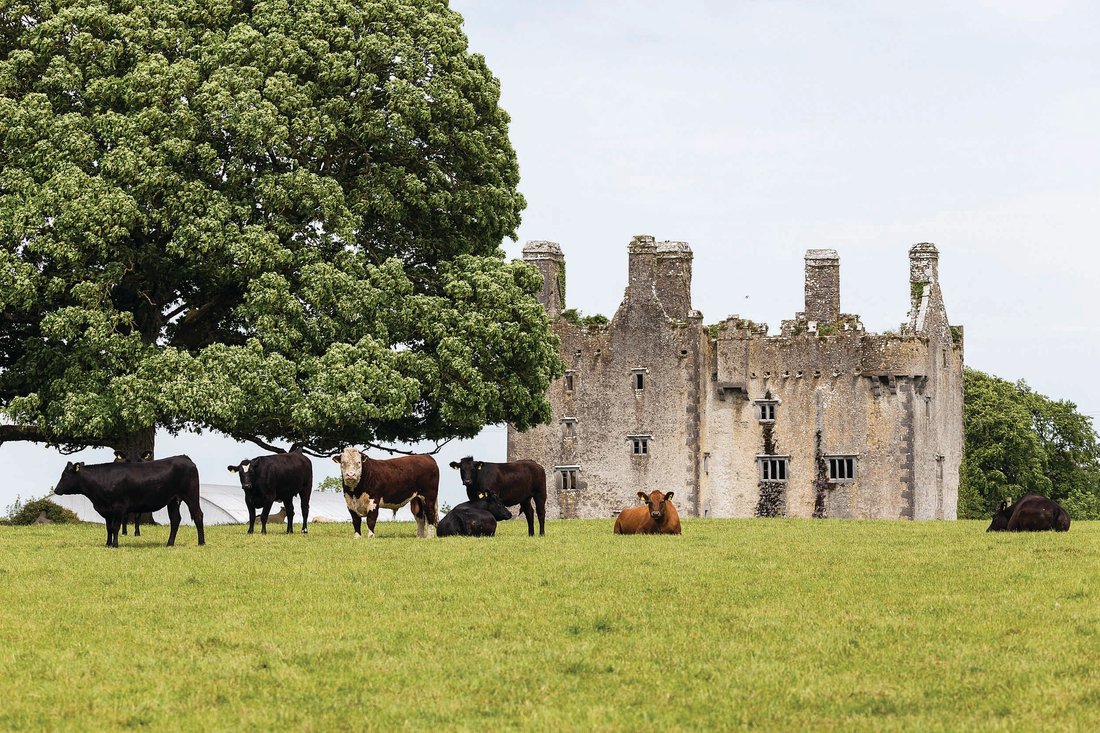 Curraghgloss, County Tipperary, Ireland 4 - 11126127