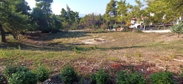 Land in Dionysos, Attica, Greece 5 - 15698962