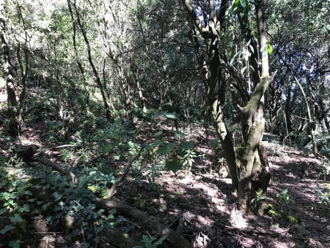 Land in Acopilco, Mexico City, Mexico 2 - 13622531