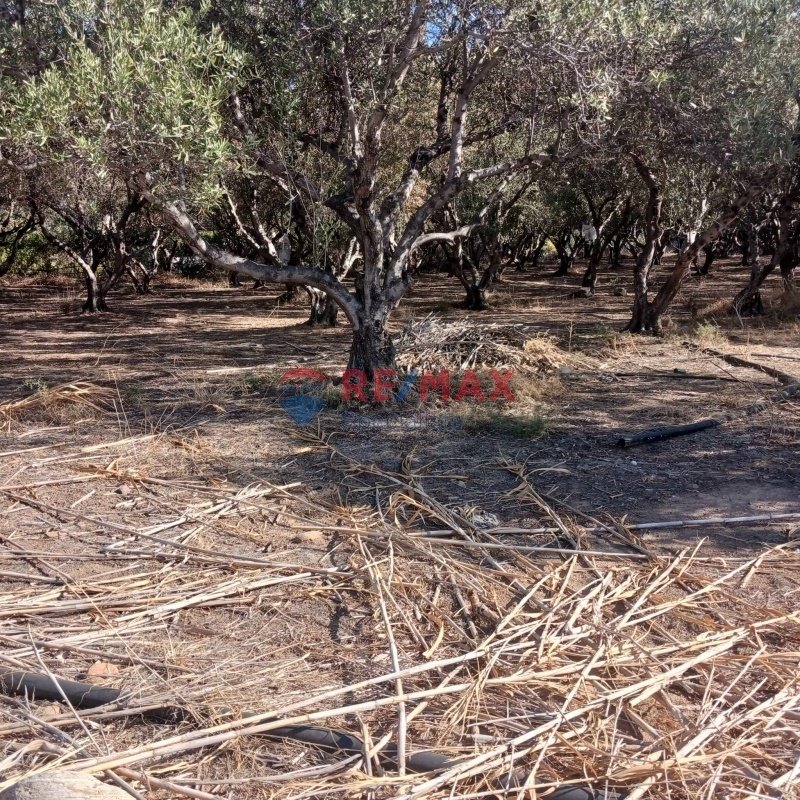 Land in Platanias, Greece 1 - 15709270
