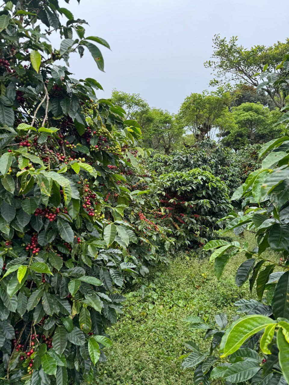 Land in Los Naranjos, Chiriquí Province, Panama 5 - 15720498