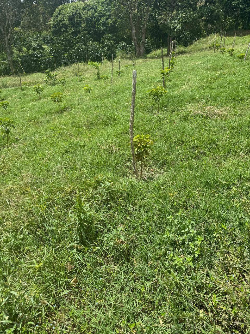 Land in Los Naranjos, Chiriquí Province, Panama 5 - 15720472