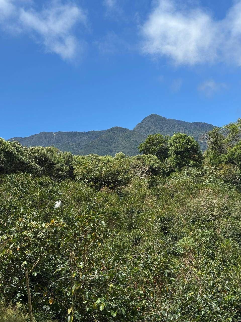 Land in Los Naranjos, Chiriquí Province, Panama 2 - 15720472