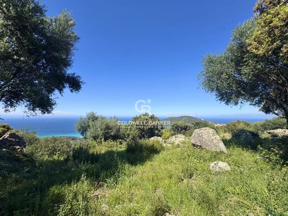 Land in Corbara, Corsica, France 3 - 15574705