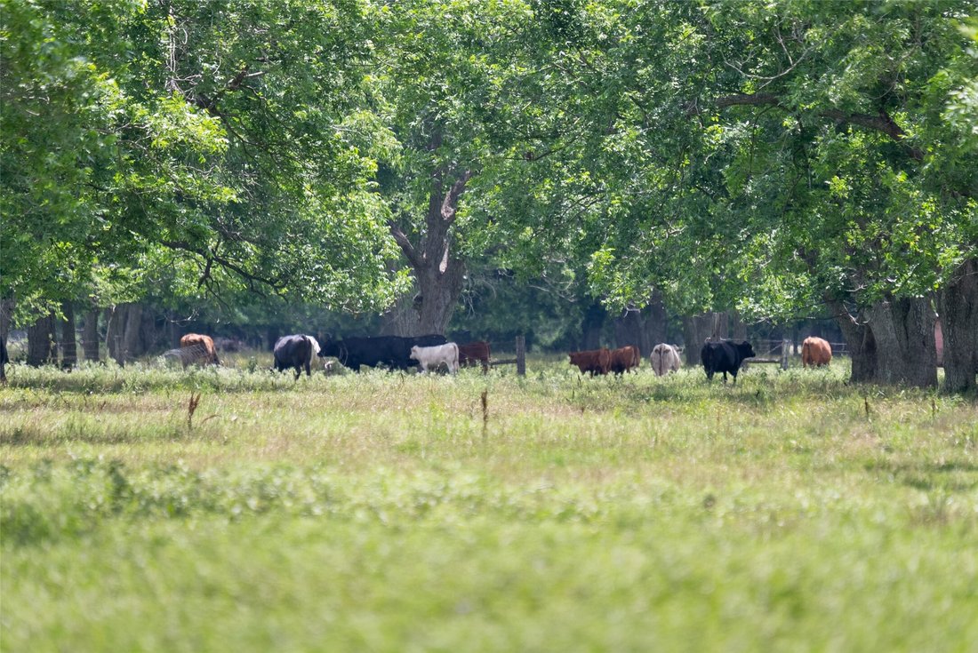 Farm Ranch in Boling-Iago, Texas, United States 1 - 15720578