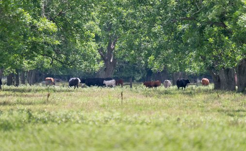 Azienda agricola a Boling-Iago, Texas, Stati Uniti 1